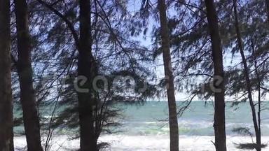 夏天，倾斜在海滩和大海上拍摄松树。